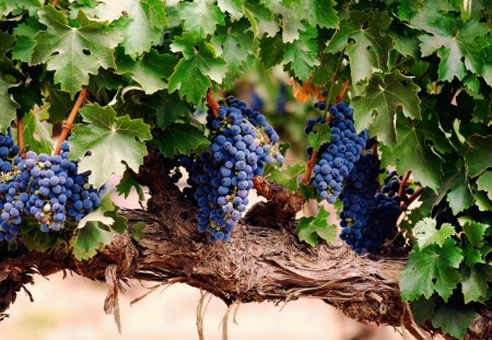 Blue Grapes - leaves, grapes, vine, blue