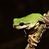 Frog on Tree