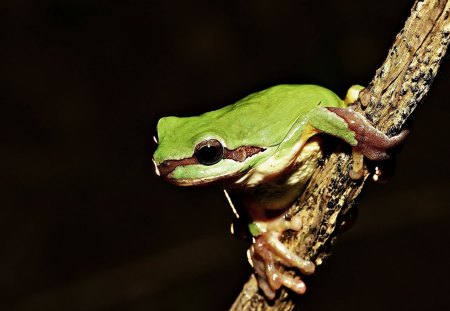 Frog on Tree - frog, tree, looking, branch