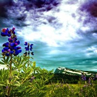 Blue flowers on sky background