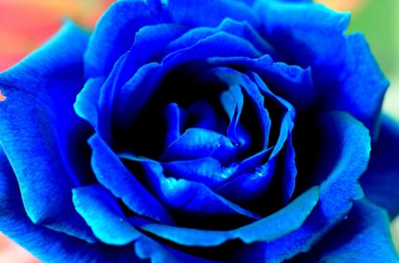 BLUE ROSE - water drops, blue, beautiful, rose, flower