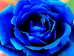 BLUE ROSE