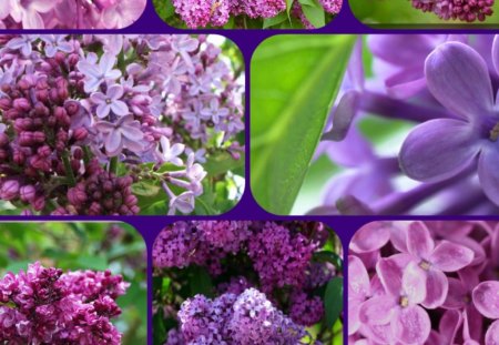 LILACS LILACS - lilacs, purple, flowers, pretty