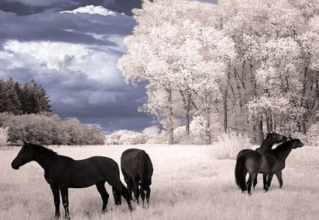 Together_We_Share - clouds, grass, trees, horses