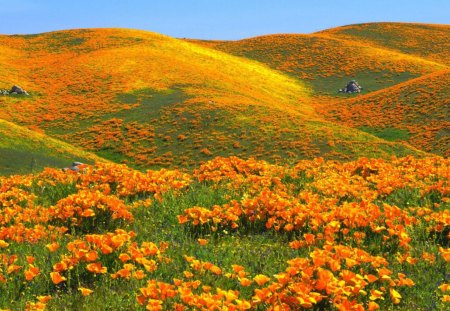 Flowers - nature, orange, flowers, landscape