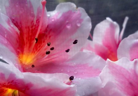 Pretty flowers - flower, pink, nature, petal