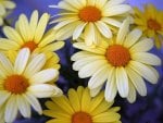 cheerful daisies