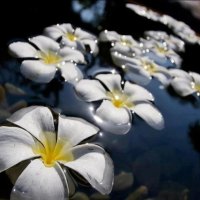 love flower water