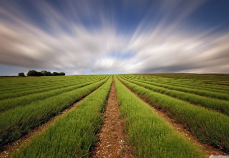 Green Rows for Miles - sky, landscape, clouds, rows, green, field