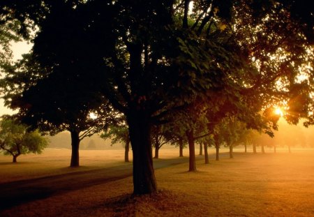 Sunlight through the trees - nature, the, trees, forest, sunlight, through, wallpaper