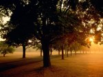 Sunlight through the trees