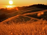 Sunlight over the field