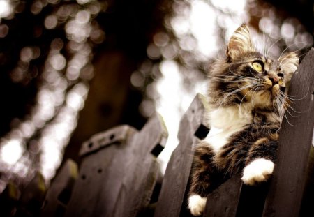 MAINE COON YOUNGSTER - adolescent, breeds, pets, cats, animals, maine coon, fences, kittens