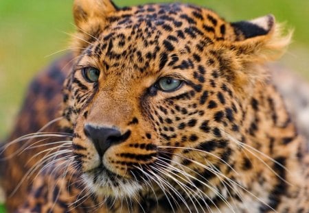 YOUNG LEOPARD - spotted, bushveld, africa, cats, savannah, big five, animals, wildlife