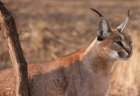 CONTEMPLATING THE CATCH - wildlife, bushveld, wildcats, cats, feline, savannah, predators, africa