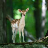 Baby Deer in the Forest