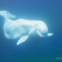 Beluga