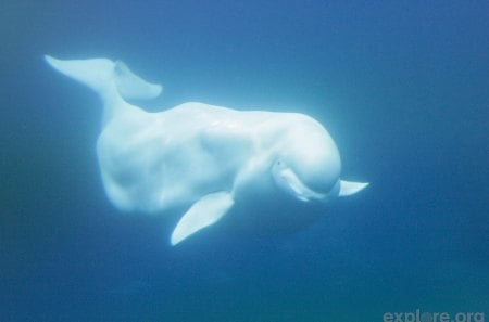 Beluga - branca, mamifero, agua, animal, grande, baleia