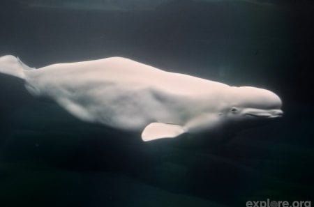 Beluga - mamifero, branca, animal, foto, baleia