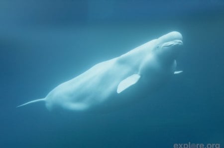 Beluga - beluga, branca, mamifero, agua, animal, aquatico, baleia