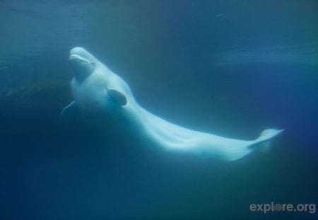 Beluga - beluga, branca, animal, bonito, natureza, baleia