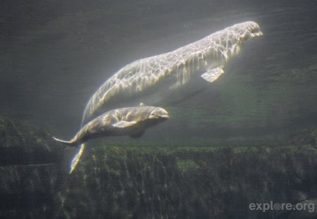 Beluga e seu filhote - branca, beluga, animal, natureza, baleia