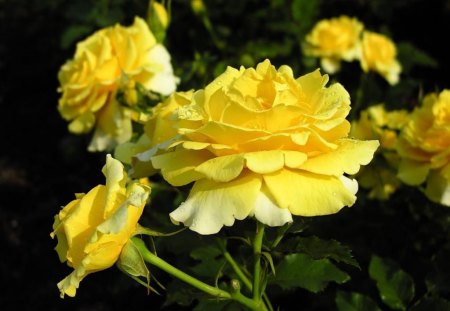 Yellow Blossoms - flowers, anemone, yellow, roses