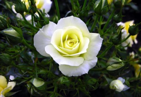 ~The Duchess~ - roses, beautiful, flowers, spring, blooms