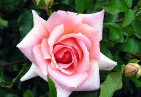 The Lovely Princess - ravishing, rose, flower, pink