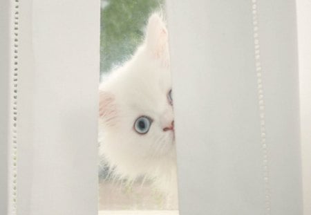 Peek-a-Boo! - pretty, blue, hiding, window, eyes, curtain, peeking, white, cute, kitty