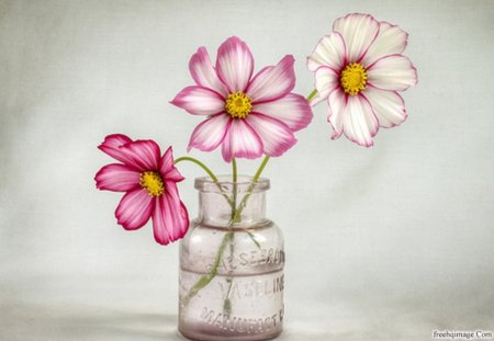 3 Shades of Pink - daisy, vase, three, trio, petal, jar, pink, shades, flower