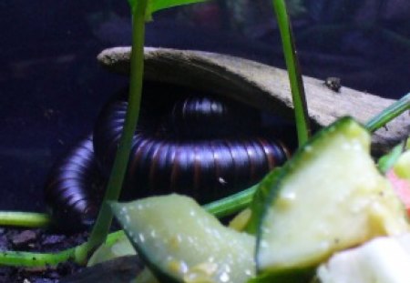 giant centipede big - bugs, nature