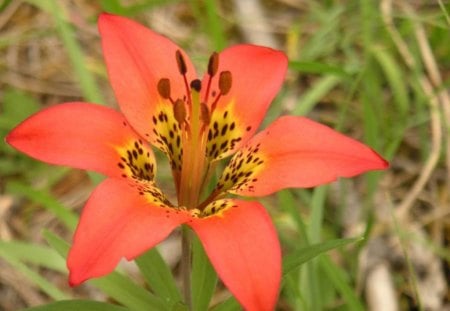 Beautiful flower - flowers, nature