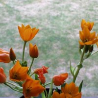 Orange flowers