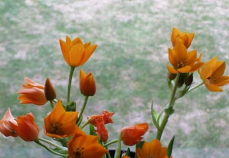 Orange flowers - orange, flowers