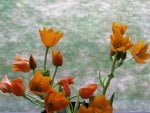 Orange flowers