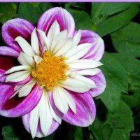 dahlia - Multicolor Helene Gers