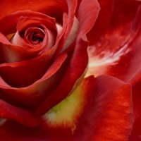 Close up Red Rose