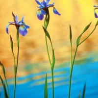 Blue flowers