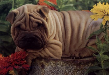 Sharpei - dogs, sharpei