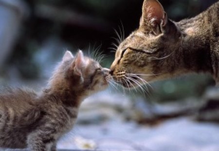 Kitten kissing mama - cats, kiss