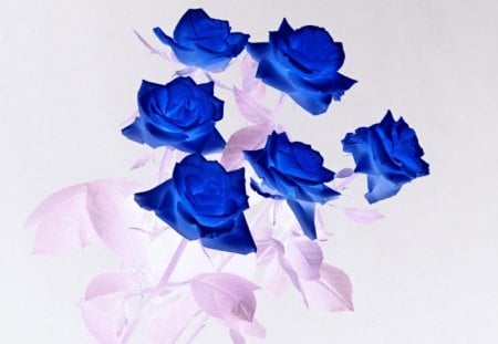 Blue Roses - roses, blue