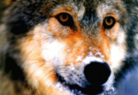 The Lookout Timber Wolf - grey wolf, predator, timber wolf, dog, animals, wolves