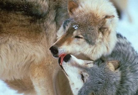 Wild Love - love, wolves, predator, kiss, dog, animals, grey wolf