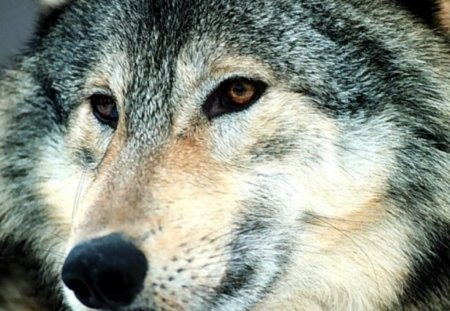 Wild Gaze - grey wolf, gaze, predator, dog, animals, wolves