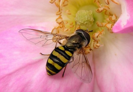 honey bee - close up shot, sweet sour creature