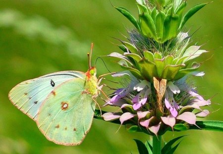 Beautiful Butterfly - nature, flower