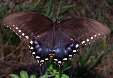 Butterfly - insect, butterfly