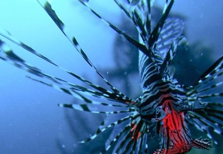 Lionfish - lionfish, turkey fish, dragonfish