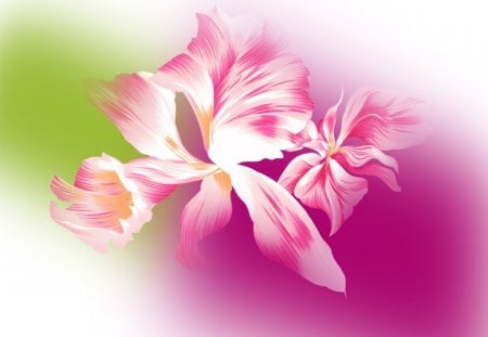 Pink Canna - flower, lily